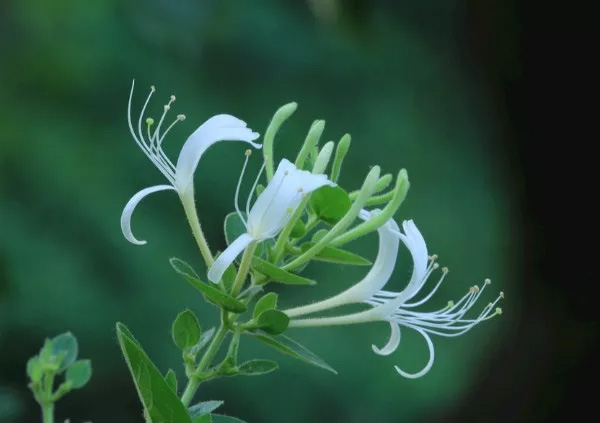 小小植物，也能抵御流感！(图2)