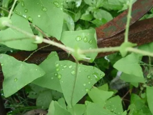 小小植物，也能抵御流感！(图3)