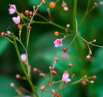 小小植物，也能抵御流感！(图5)